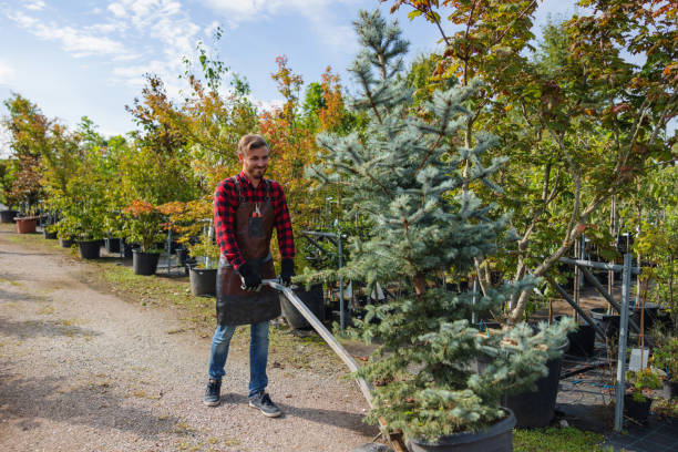 The Steps Involved in Our Tree Care Process in La Honda, CA